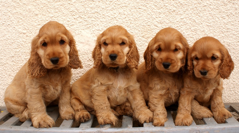 Qu'Ahuca - Cocker Spaniel Anglais - Portée née le 05/03/2013