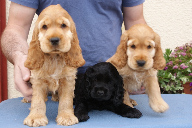 Qu'Ahuca - Cocker Spaniel Anglais - Portée née le 03/05/2012