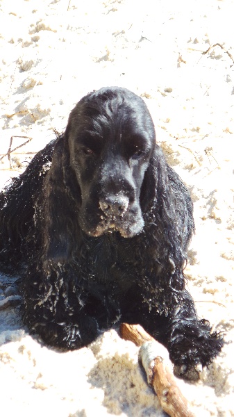 Cachou du Domaine des Matalis